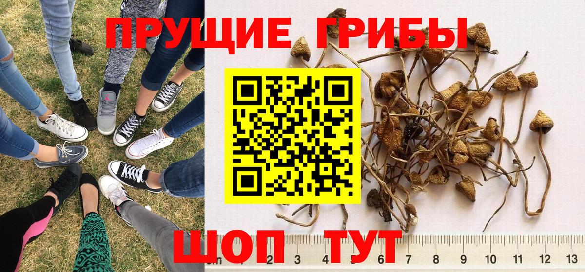 Галлюциногенные грибы Psilocybine cubensis Камень-на-Оби